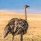 Ngorongoro Crater